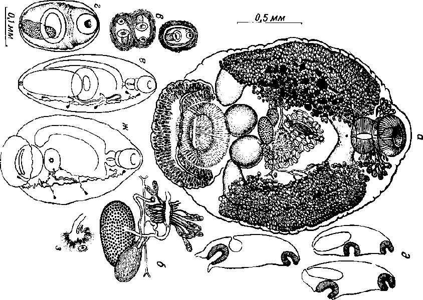 Представитель Семейства Opistholebetidae